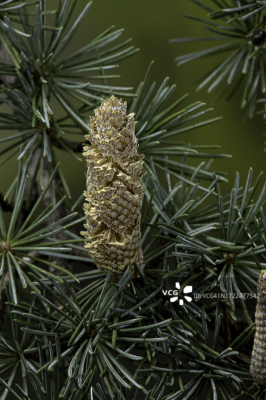 大西洋雪松（阿特拉斯雪松）-雄球果图片素材