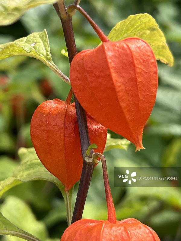 灯笼果植株（果实）图片素材