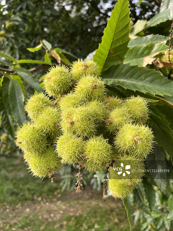 树枝上的欧洲七叶树（甜栗子）图片素材