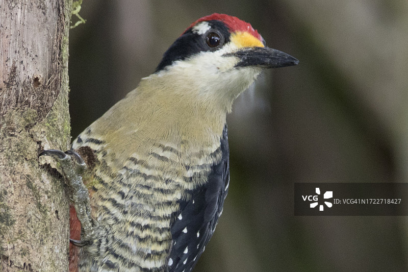 近距离栖息的黑脸啄木鸟图片素材