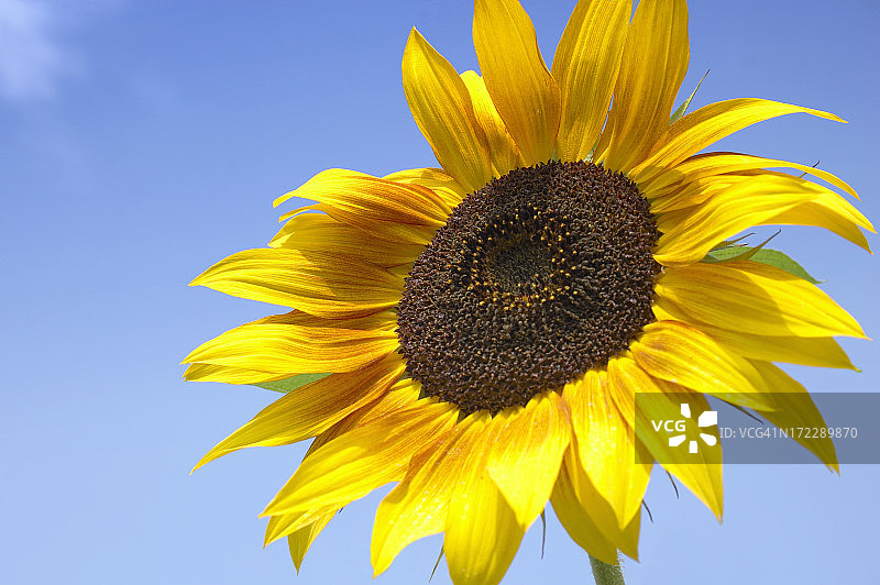 蓝天下美丽的黄色向日葵图片素材