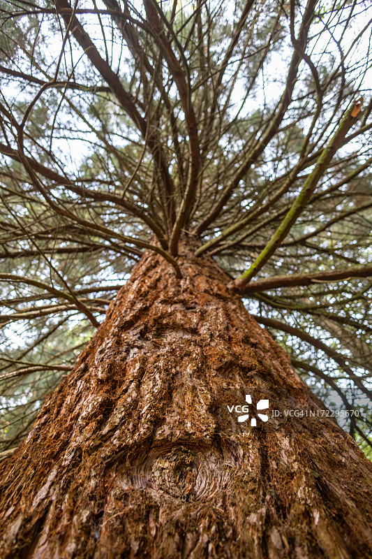 英国赫里福德郡皇后森林植物园图片素材