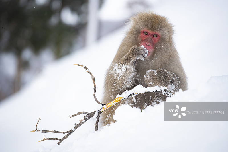 日本长野地狱谷雪猴公园的雪猴图片素材