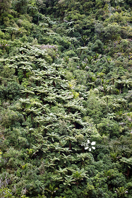 新西兰本土Punga、Nikau和灌木丛背景图片素材