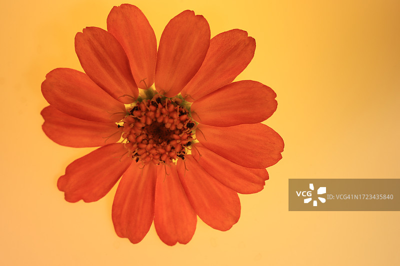 橙色背景下的单朵橙色百日草花特写图片素材