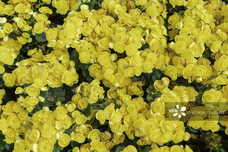 花园里盛开的美丽的黄色秋海棠图片素材