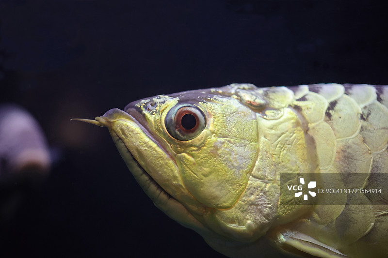 亚洲金龙鱼侧面特写图片素材