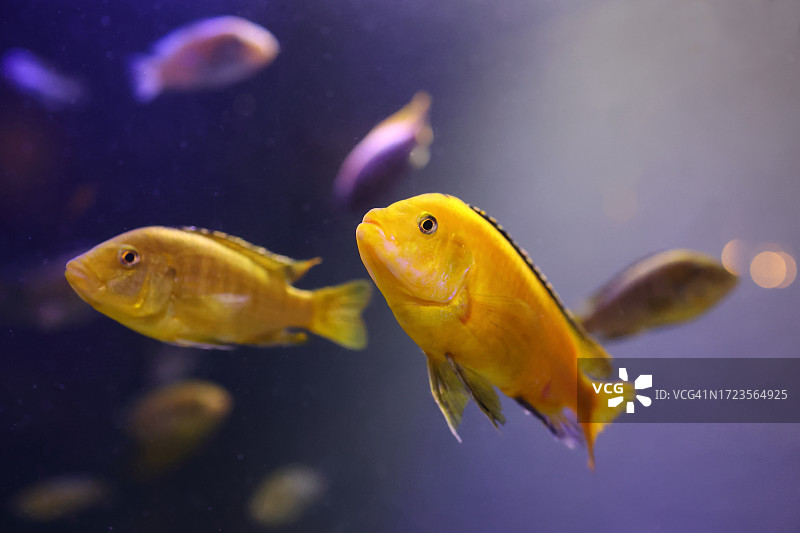 蓝宝石丽鲷图片素材