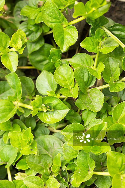 金钱草图片素材