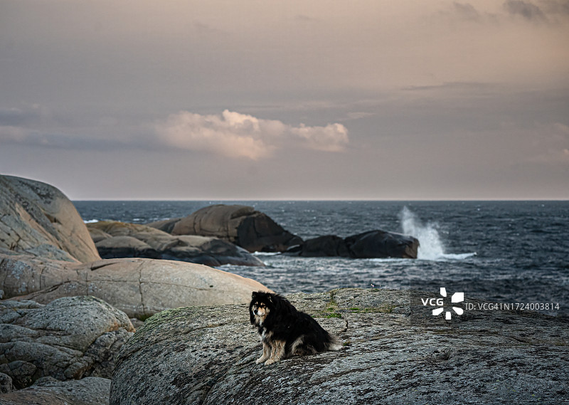 小狗在海边享受海风图片素材