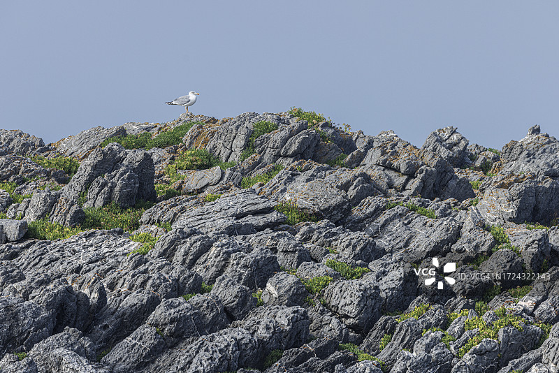 黄腿鸥图片素材