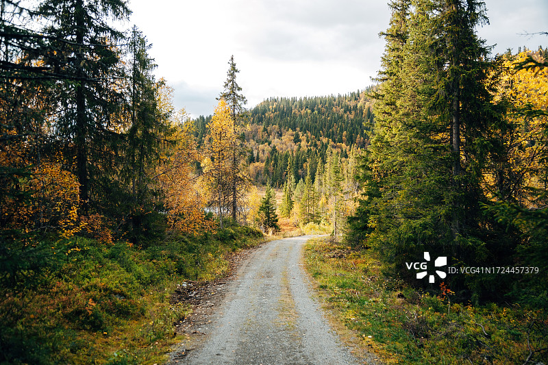 挪威林地的秋季森林小路图片素材