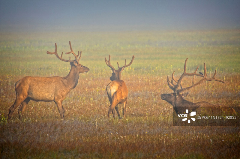 薄雾中的麋鹿图片素材