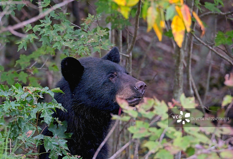 美洲黑熊图片素材