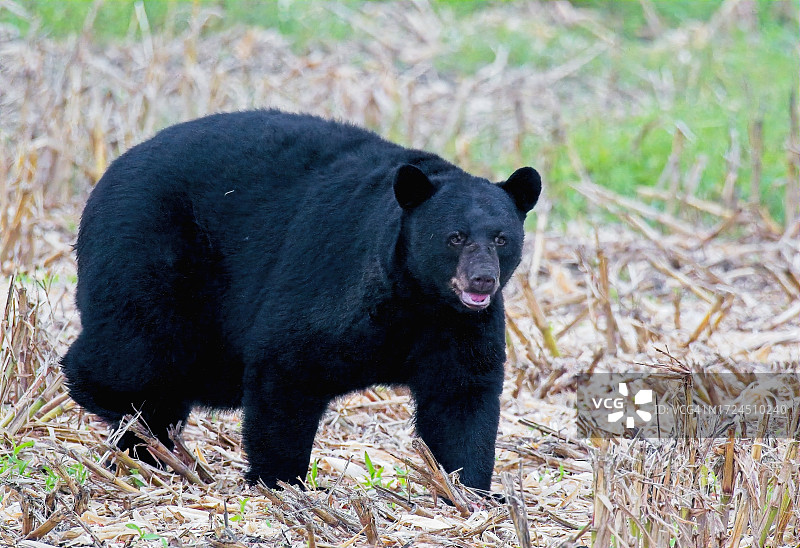 美洲黑熊图片素材