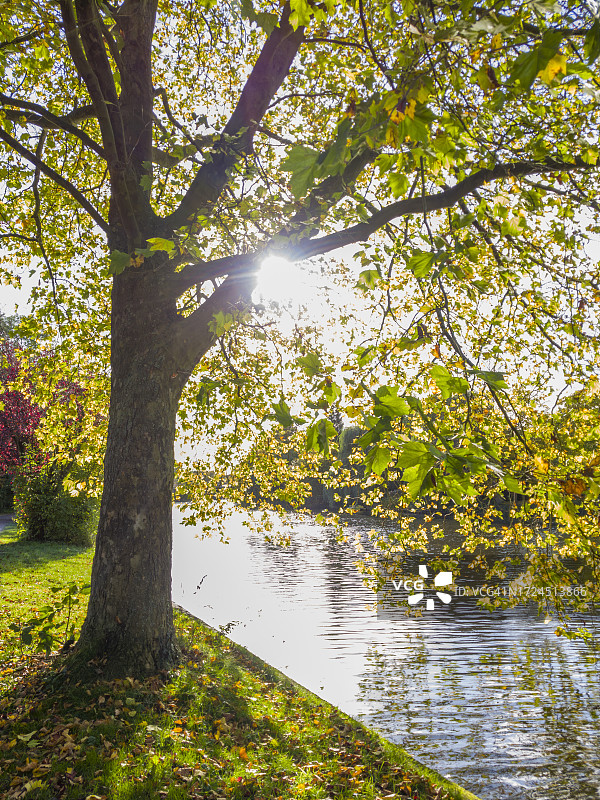 汉堡阿尔斯特河的秋色河岸图片素材