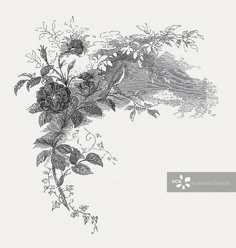 玫瑰与夜莺装饰图案，1871年图片素材