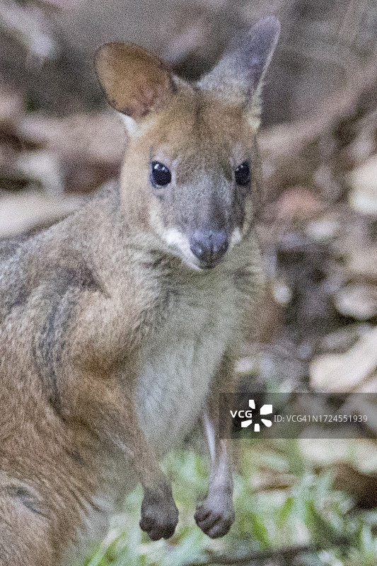 红腿沙袋鼠特写图片素材