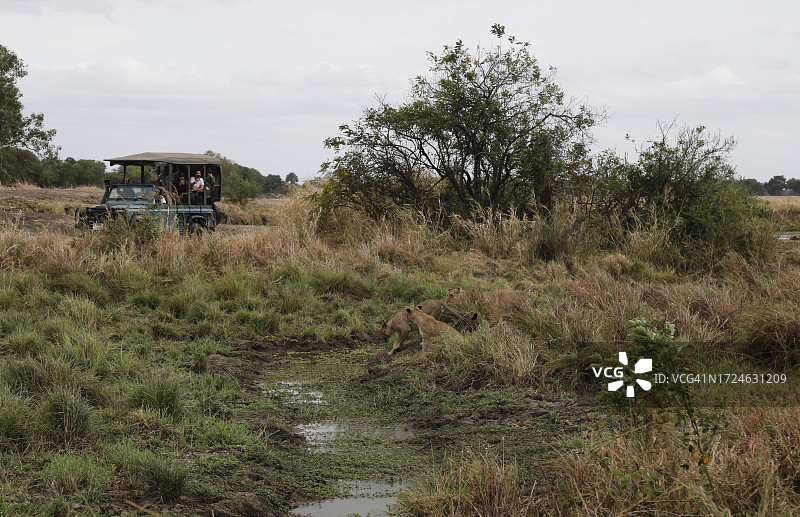 米库米国家公园的野生动物之旅图片素材