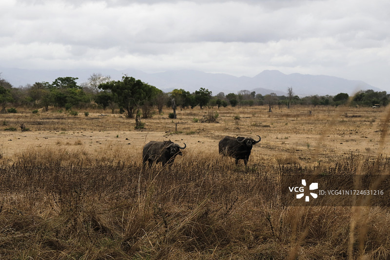 米库米国家公园的野生动物之旅图片素材