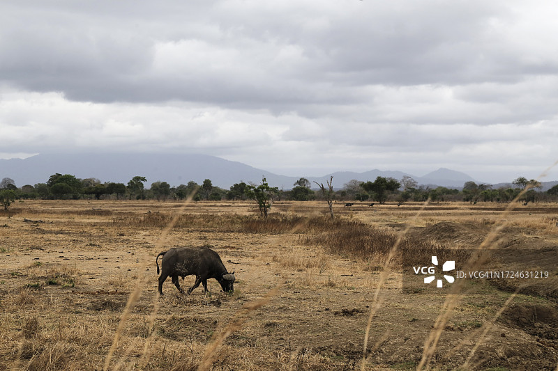 米库米国家公园的野生动物之旅图片素材