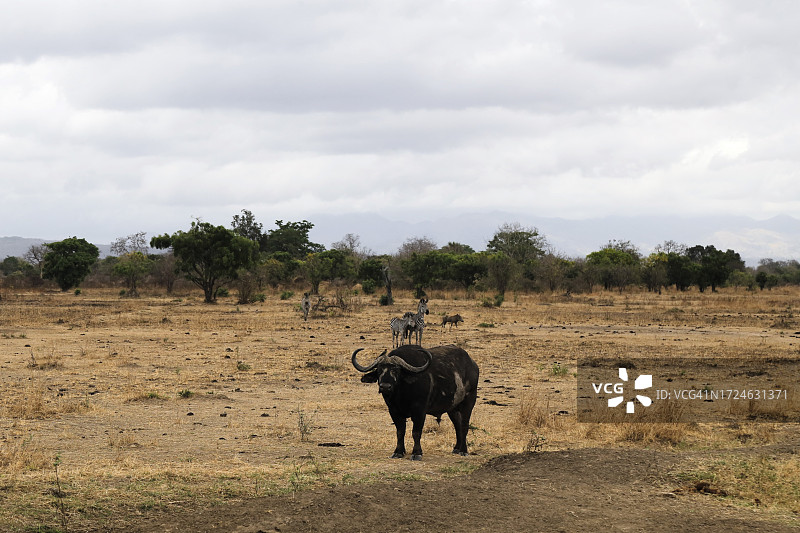 米库米国家公园的野生动物之旅图片素材