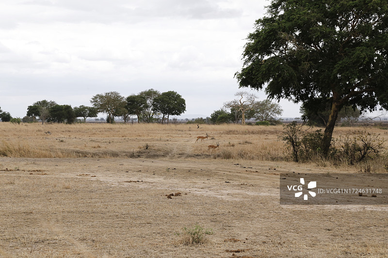 米库米国家公园的野生动物之旅图片素材