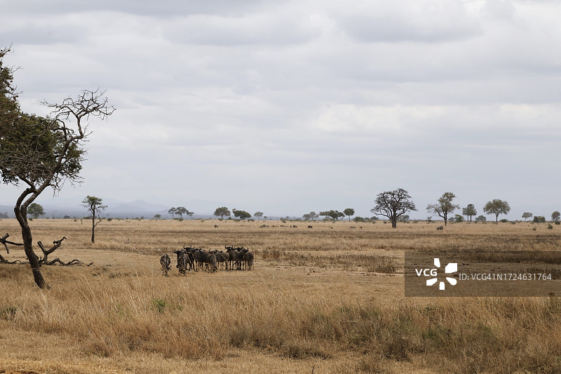 米库米国家公园的野生动物之旅图片素材