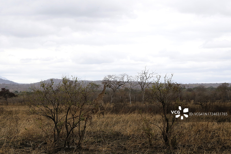 米库米国家公园的野生动物之旅图片素材