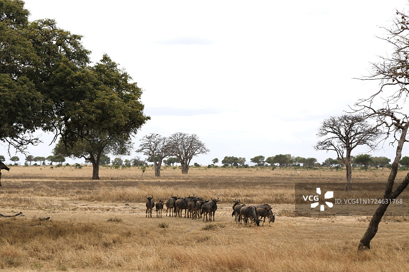 米库米国家公园的野生动物之旅图片素材
