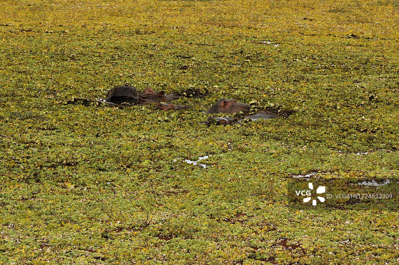 米库米国家公园的野生动物之旅图片素材