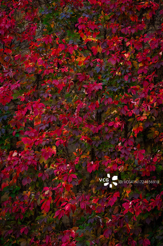五彩缤纷的爬山虎叶子图片素材