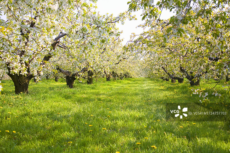苹果园图片素材