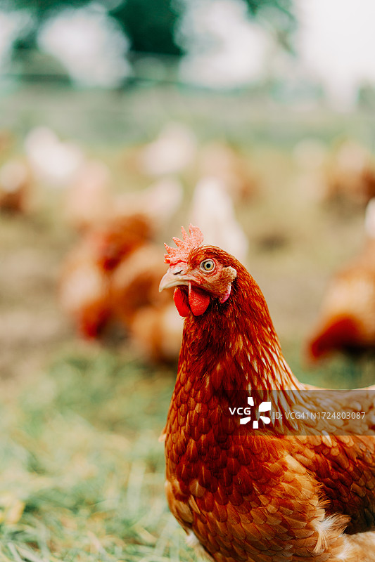 乡村散养的可持续家禽图片素材