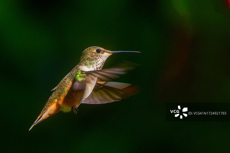 艾伦蜂鸟图片素材