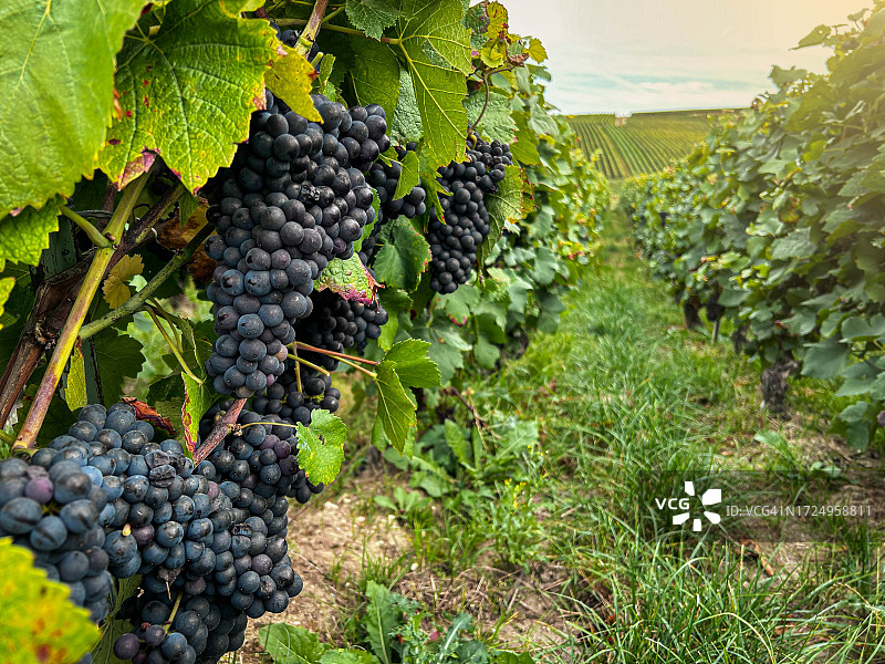 香槟酒庄悬挂着的茂盛葡萄图片素材