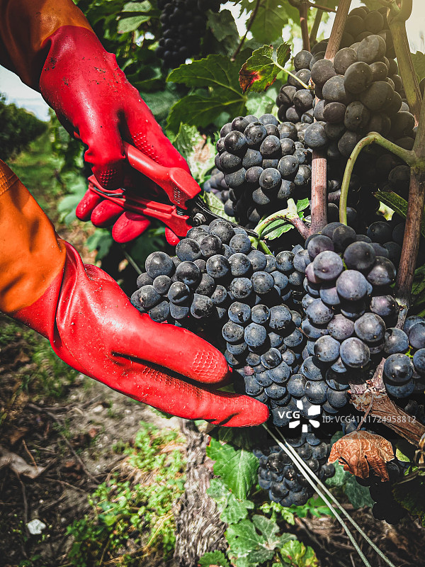 年轻女子在葡萄园采摘葡萄图片素材