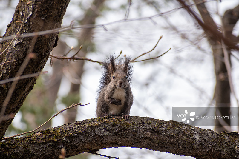 森林里树枝上的松鼠图片素材
