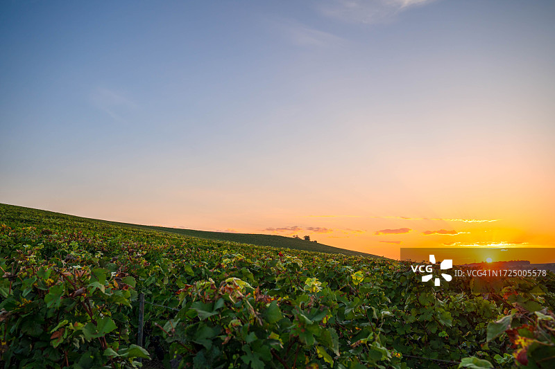 日落时分的葡萄园景观图片素材