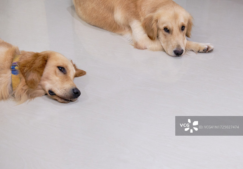 两只躺在地板上的金毛寻回犬图片素材