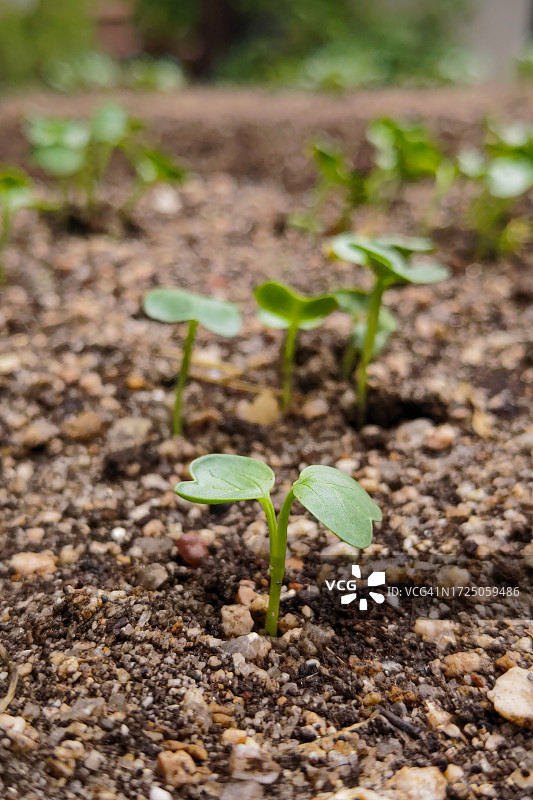 家庭花园中发芽的幼苗图片素材