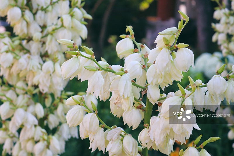 盛开的丝兰花图片素材