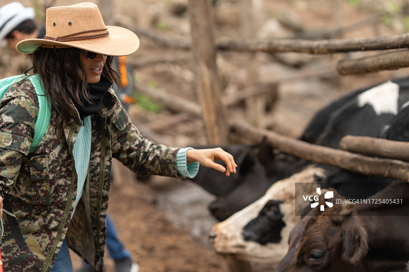 徒步旅行时抚摸奶牛的女人图片素材