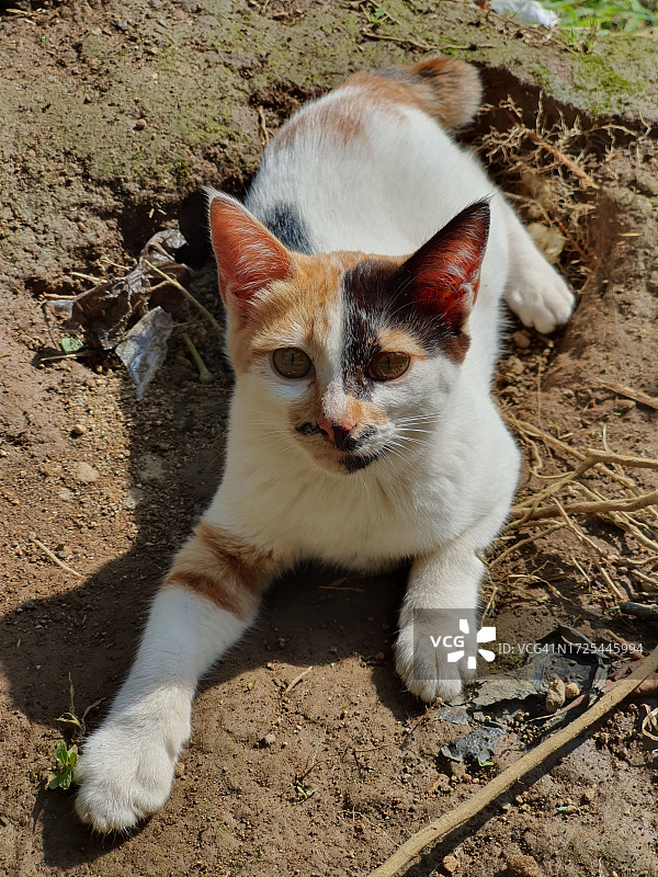 有黄色眼睛的三色猫图片素材