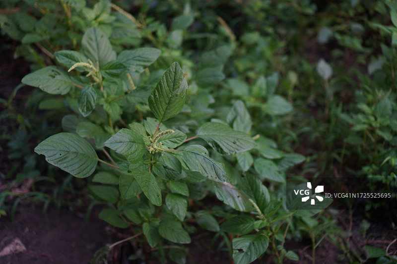 苋科红叶蔬菜菠菜在花园中新鲜绽放，天然食品背景图片素材