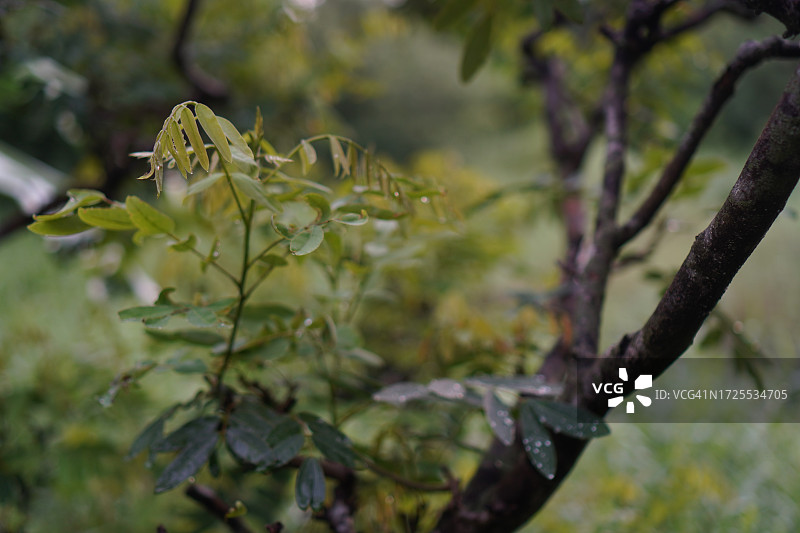 决明子绿叶蔬菜铁刀木图片素材