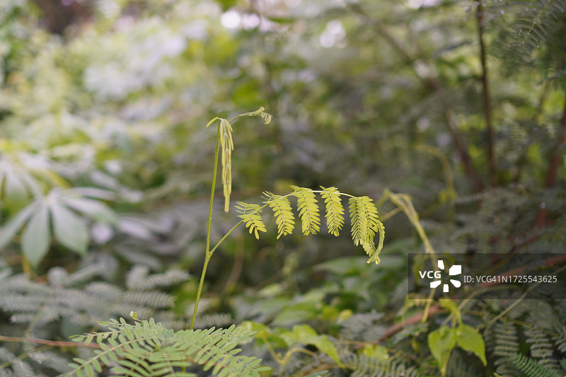 决明子绿叶蔬菜铁刀木图片素材