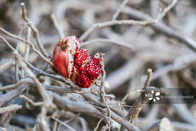 裸枝间成熟的裂石榴图片素材