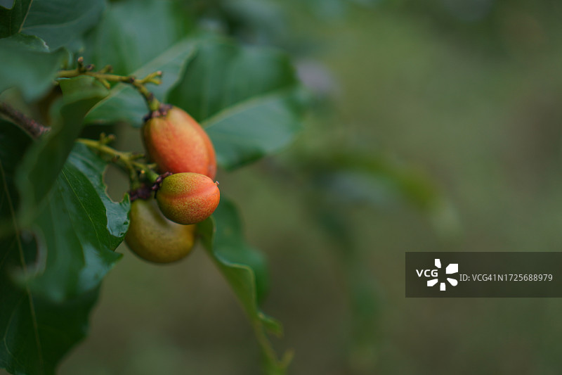 自然背景中花园里盛开的橙色花生酱果树，食物图片素材
