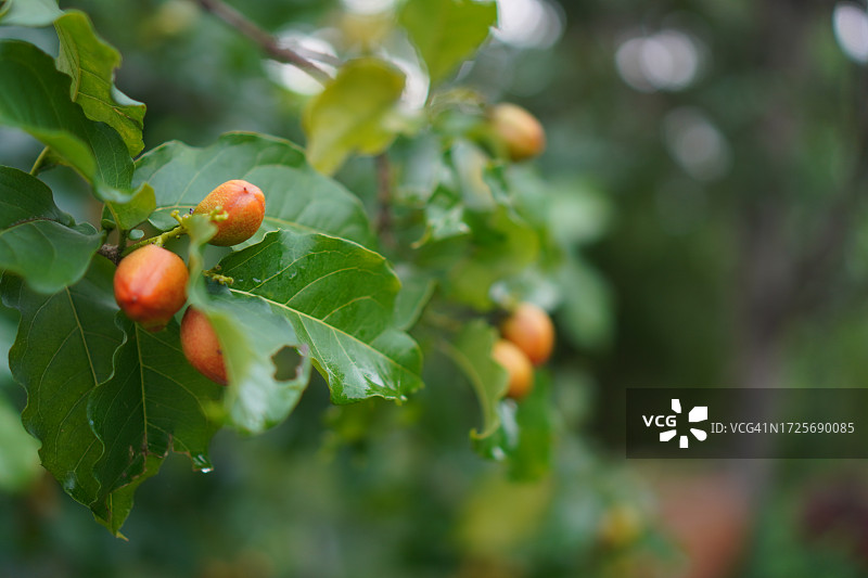 自然背景中花园里盛开的橙色花生酱果树，食物图片素材